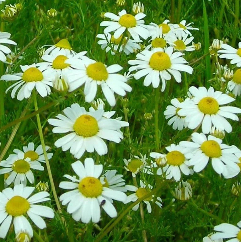 German Chamomile Seeds – Organic Annual Herb for Tea & Garden, Matricaria chamomilla, 4000+ Seeds