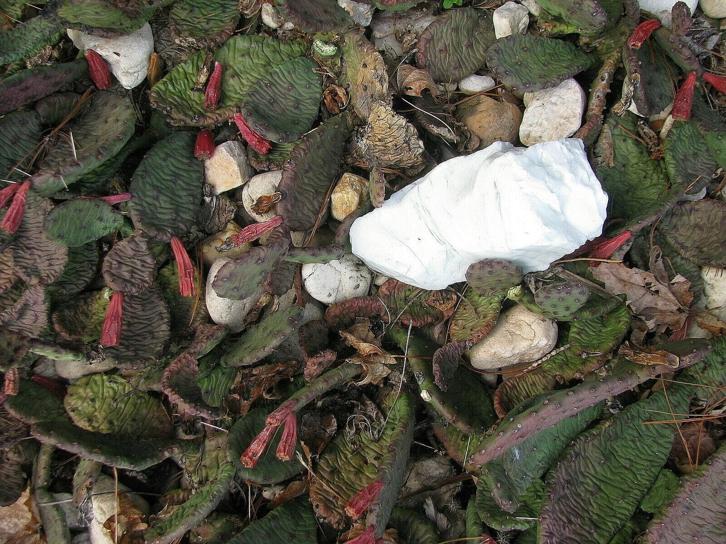 Prickly Pear Cactus 9 Pads Yellow Flowers Opuntia ficus-indica Winter Hardy Desert Plant Succulent