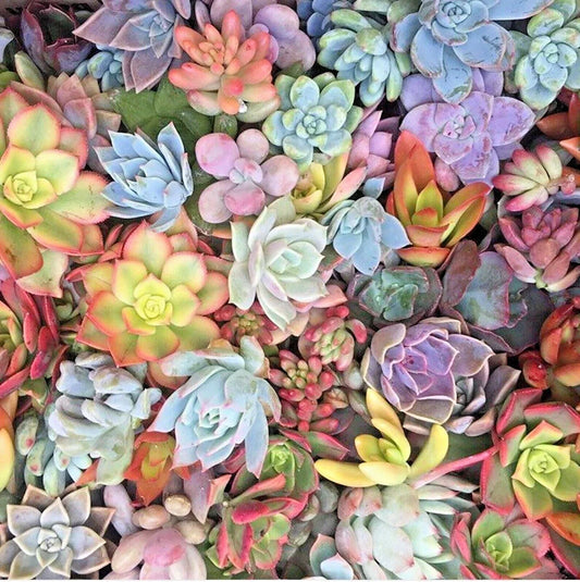 Mixed Succulent Cuttings 1-2" Assorted Varieties for Propagation, Terrariums & Home Decor