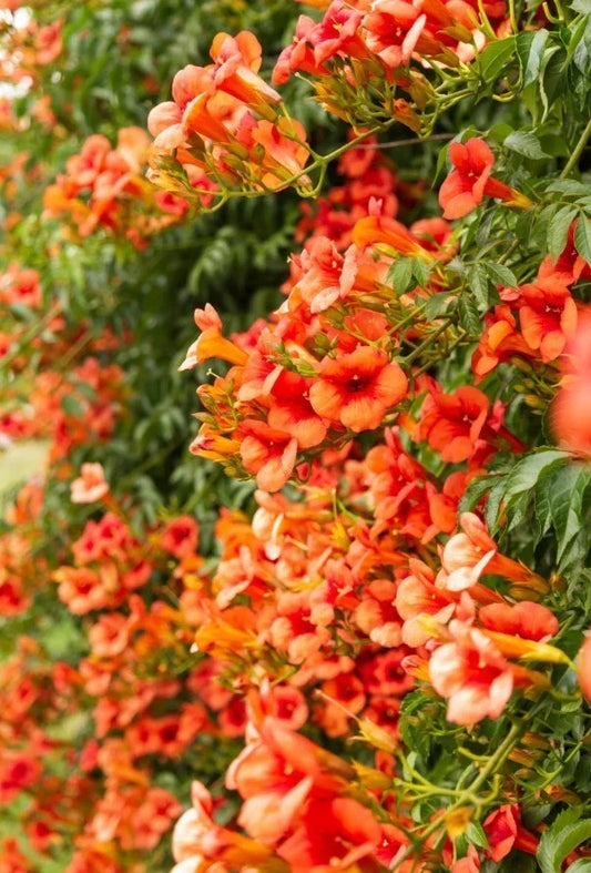 Orange Trumpet Vine Bareroot Plant – 8-16 Inches Tall Campsis radicans with Bright Orange Clusters for Garden Trellises and Fences