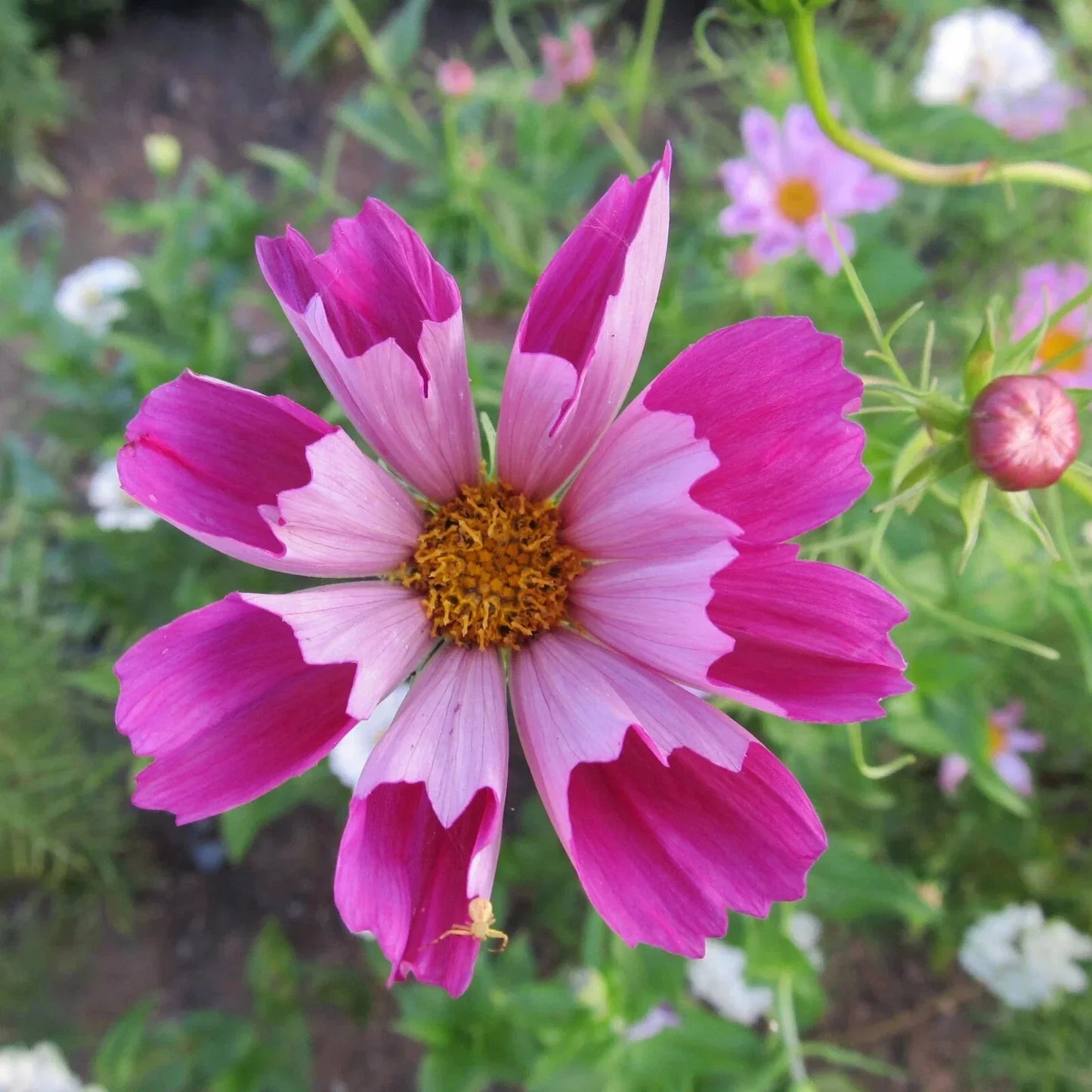 Cosmos Seeds Pack of 200+ | Seashells Variety | Cosmos bipinnatus | Garden Flower Seeds for Borders & Containers