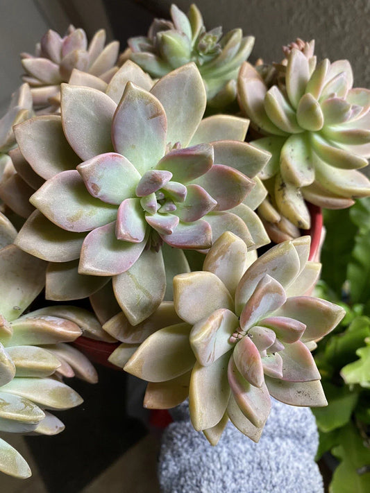 Graptopetalum paraguayense Ghost Plant Succulent Cuttings – 6 Healthy Rosette-forming Plants, Drought Tolerant, Easy Care