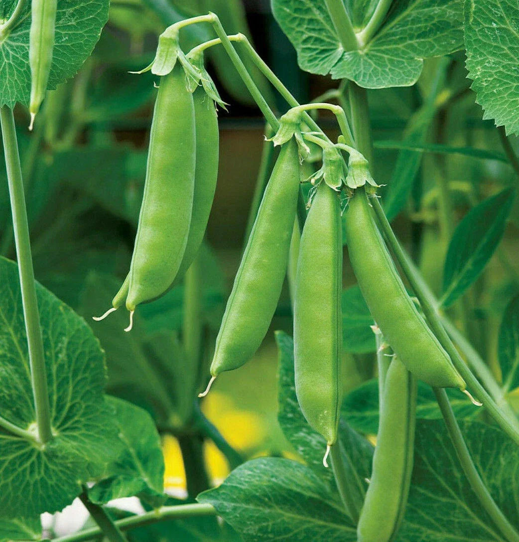 Sugar Daddy Snap Pea Seeds | Green Asian Snow Peas | Non-GMO Heirloom Seeds for Garden & Container Planting