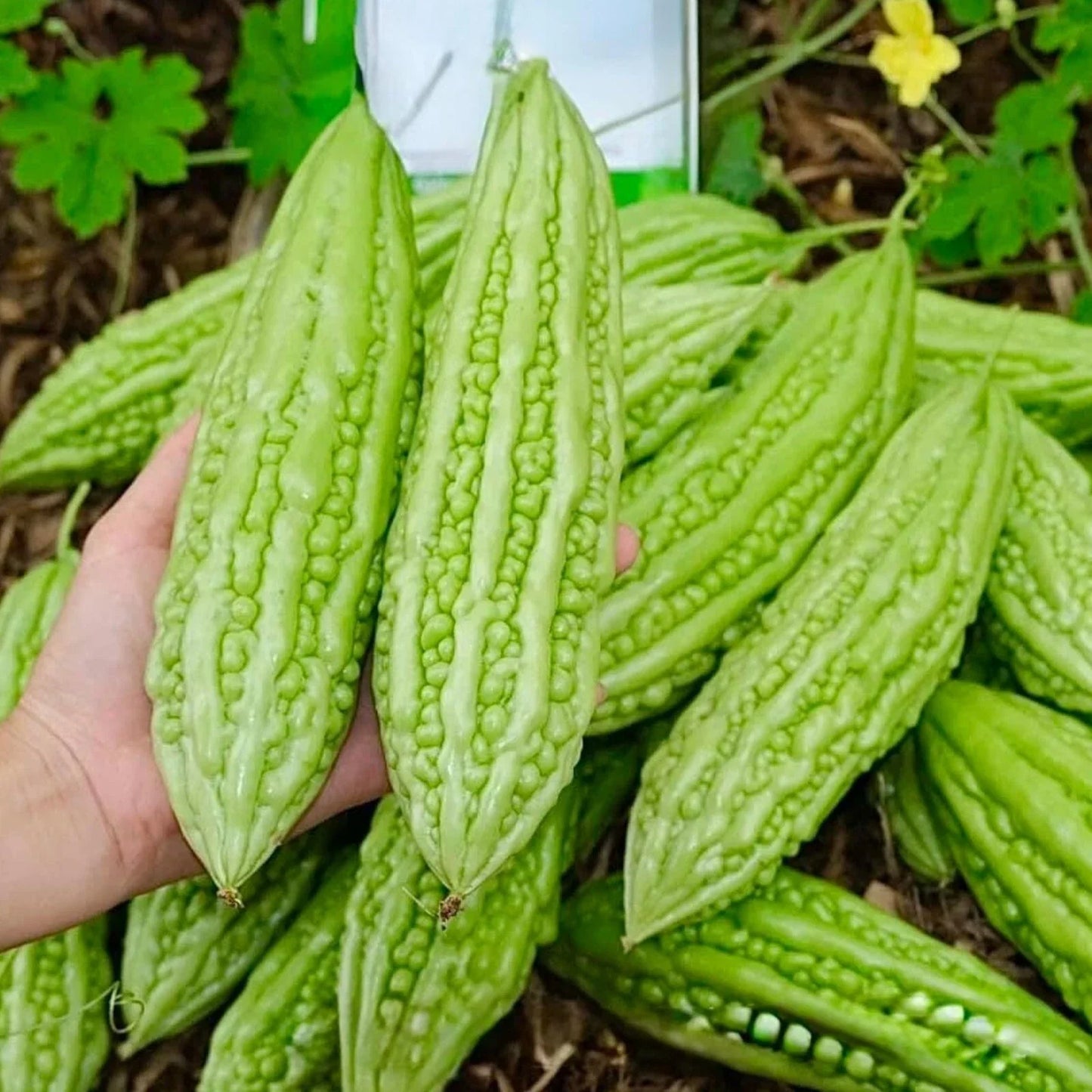 Bitter Melon Seeds - 15pcs, Green Skin, Momordica charantia, Fast-Growing Climbing Vine for Home Garden & Vegetable Patch