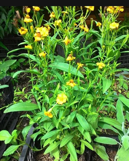 Organic French Tarragon Seeds - 200+ Artemisia dracunculus Culinary Herb for Cooking & Gardening