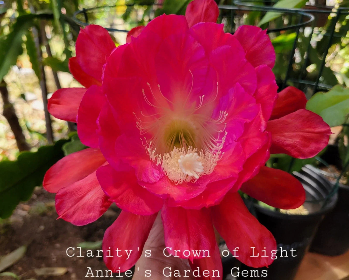 Epiphyllum Unrooted Cuttings 8-10 Inches Clarity's Crown of Light Epiphyllum oxypetalum Fragrant White Flowers