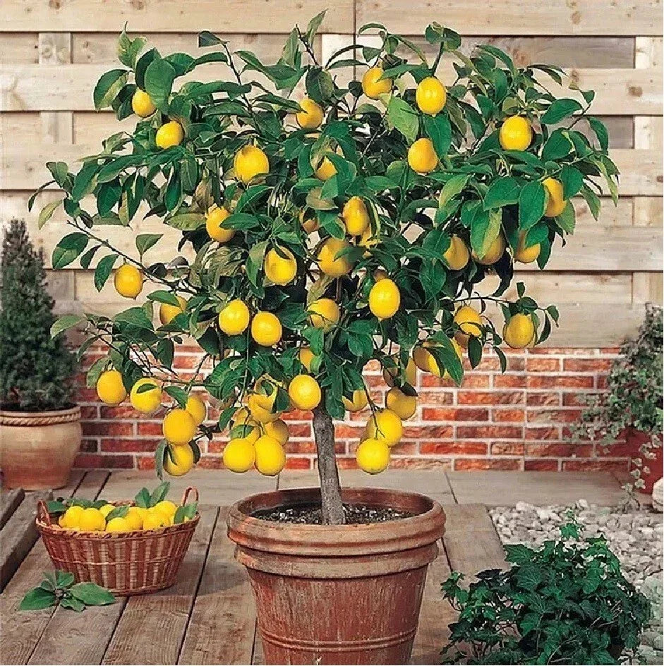 Live Lemon Tree Seedling 3" Edible Citrus Fruit Plant Citrus limon for Landscaping & Containers