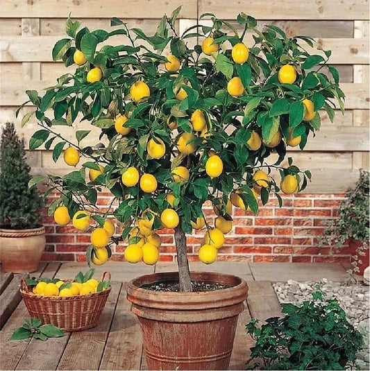 Live Lemon Tree Seedling 3" Edible Citrus Fruit Plant Citrus limon for Landscaping & Containers