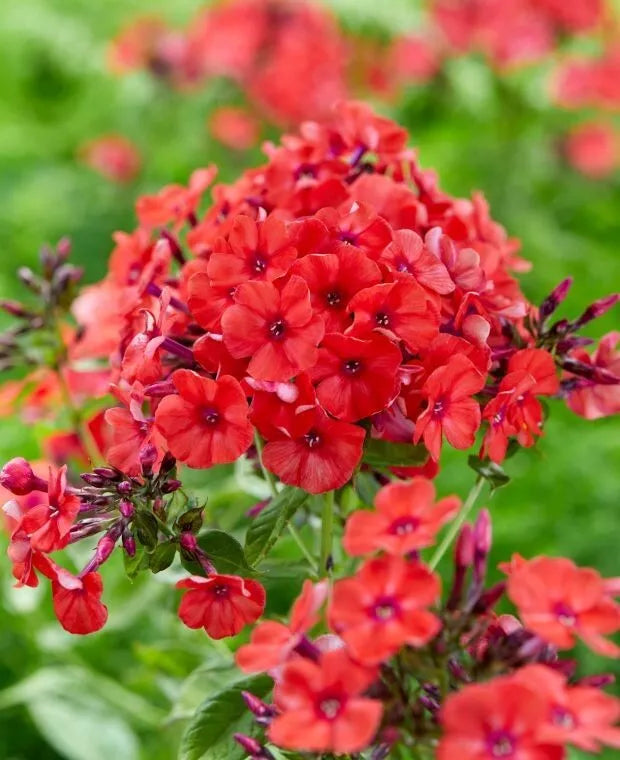 Red Volcano Phlox Seeds - 100+ Count, Vibrant Red Flowers, Perennial, Phlox paniculata, Garden Bed & Border Planting