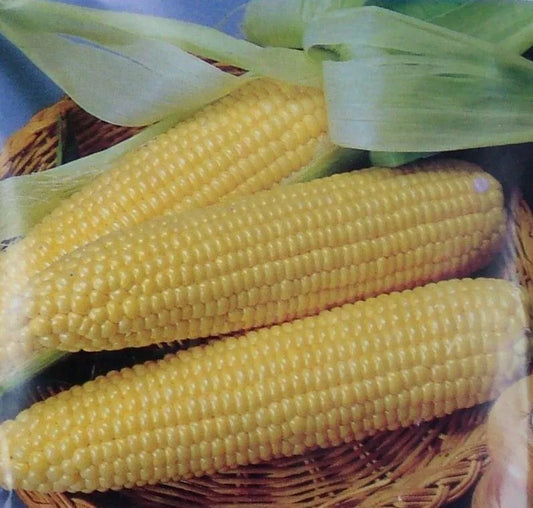 Iochief Yellow Corn Seeds Pack – Non-GMO Heirloom Zea Mays Sweet Corn for Vegetable Gardens, 25 Seeds
