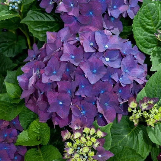 Heirloom Purple Hydrangea Cuttings – 6 Live 6-Inch Hydrangea macrophylla Stem Propagation Plants