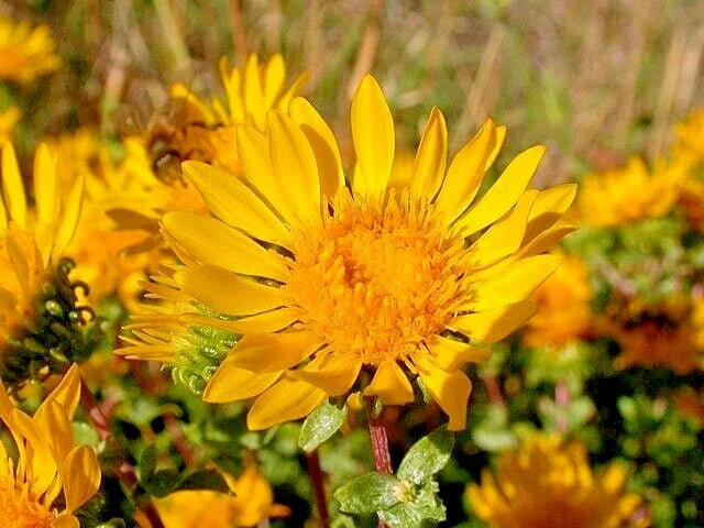 Puget Sound Gumweed Seeds, 200 Count, Grindelia, Medicinal Herb, Wildflower, Native Plant, Drought-Tolerant, Fast-Growing