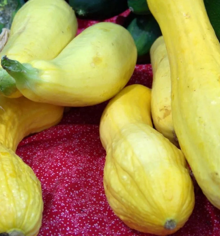 Crookneck Summer Squash Seeds – 25 Non-GMO Cucurbita pepo for Home Garden, Bounty of Tender Fruits, Fast-Growing, Easy Care