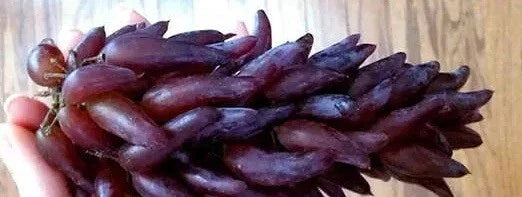 Grape Vines Cuttings - Witch Fingers Variety - 2 Healthy Vitis vinifera Clippings for Garden, Patio, Trellis, Sweet Grapes