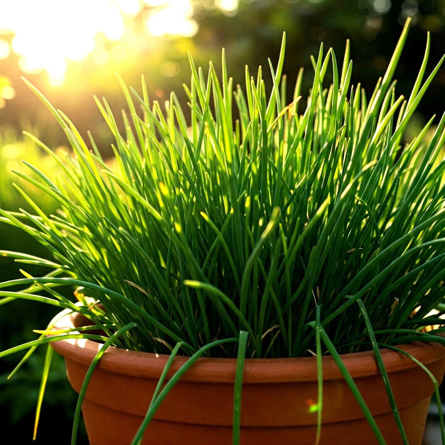 Chives Seeds 1000 Non-GMO Allium schoenoprasum Perennial Herb for Garden, Culinary, Container Planting