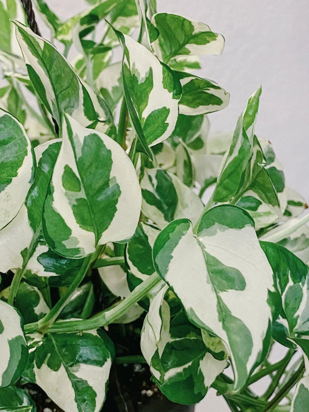 Pothos Pearls and Jade Cuttings - Variegated Epipremnum aureum Indoor House Plant - Easy Care, Bright Light, Lush Foliage