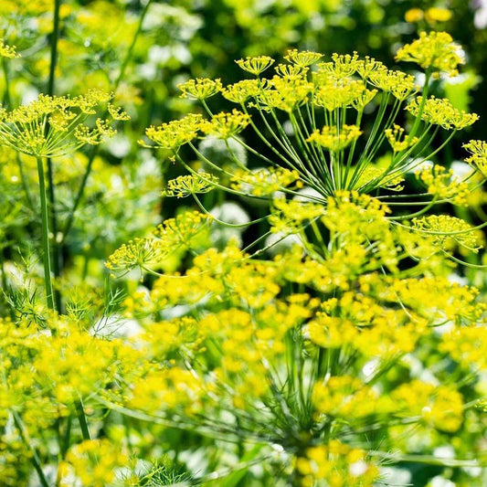 Mammoth Long Island Dill Seeds | Heirloom Non-GMO Anethum graveolens | 100+ Garden Seeds for Cooking & Pickling