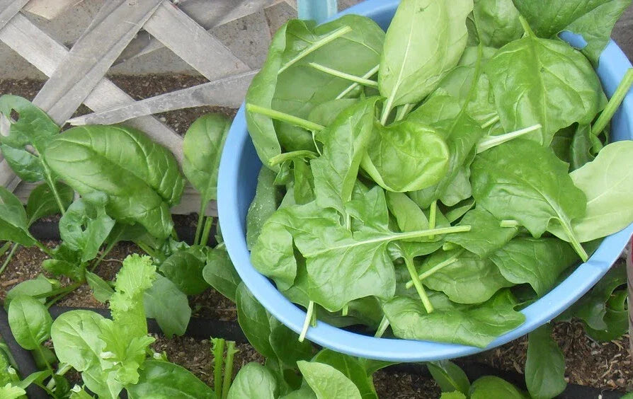 Spinach Seeds Viroflay Heirloom Non-GMO 200+ Pack for Home Gardening Spinacia oleracea