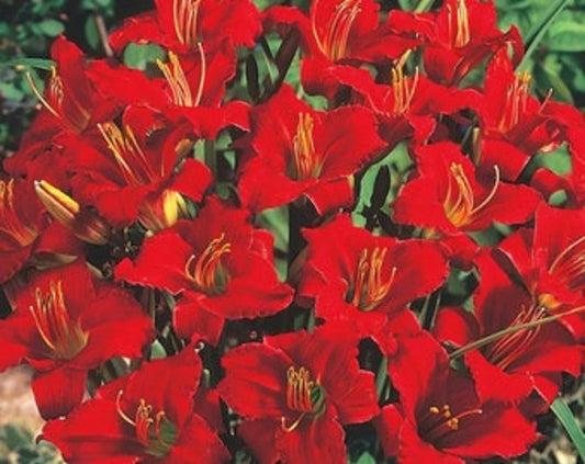 Mixed Daylily Bareroot Plants - 5 Varieties Hemerocallis, Colorful, Easy to Grow, Pollinator Attracting, Free Shipping