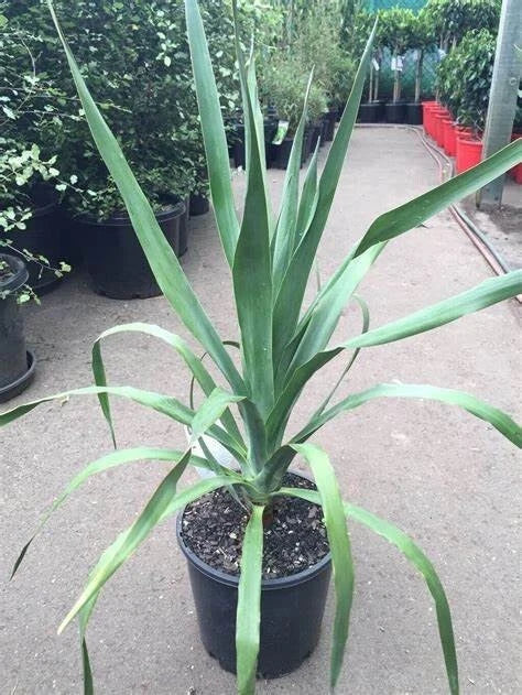 Dracaena Draco Seeds - 5 Pack - Dragon Tree Seeds for Indoor & Outdoor Gardening - Rare Tropical Plant