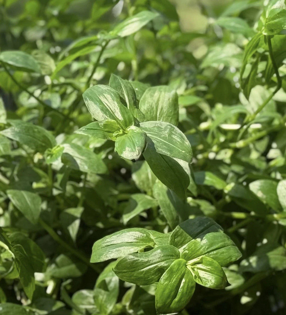 Rooted Wandering Jew Plant - Green Variety - Tradescantia Fluminensis - 4-Inch Pot - Easy-Care Indoor Houseplant