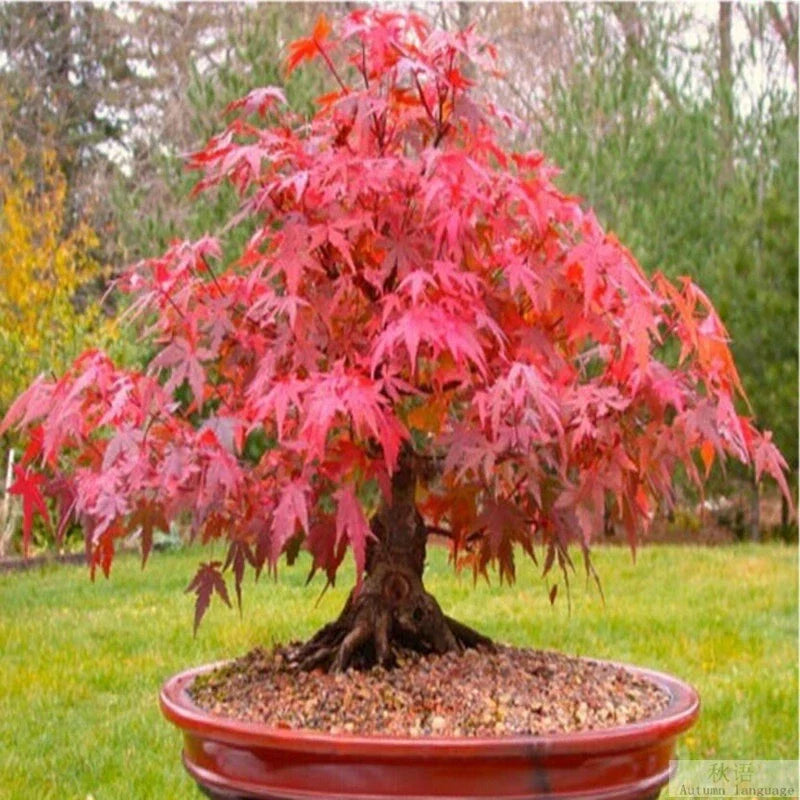 Red Japanese Maple Tree Seeds - 20 Pack, Acer palmatum atropurpureum, Bonsai & Garden Planting, Vibrant Red Foliage, Compact Growth