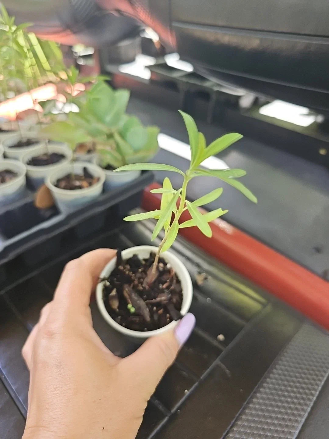 Balloon Milkweed Live Plant 4" Pot Hairy Balls Butterfly Weed Asclepias Gomphocarpus for Butterfly Gardens