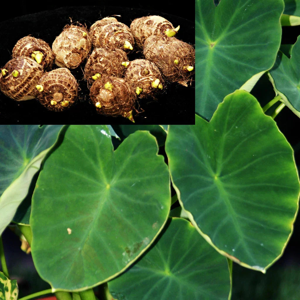 Dwarf Green Taro Bulbs 10 Pack | Edible Tropical Plant for Koi Pond | Colocasia esculenta