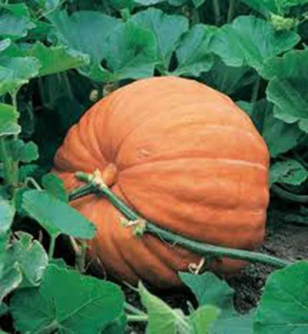 Big Max Pumpkin Seeds Pack - Heirloom Non-GMO Cucurbita pepo for Giant Pumpkins, 500 Seeds