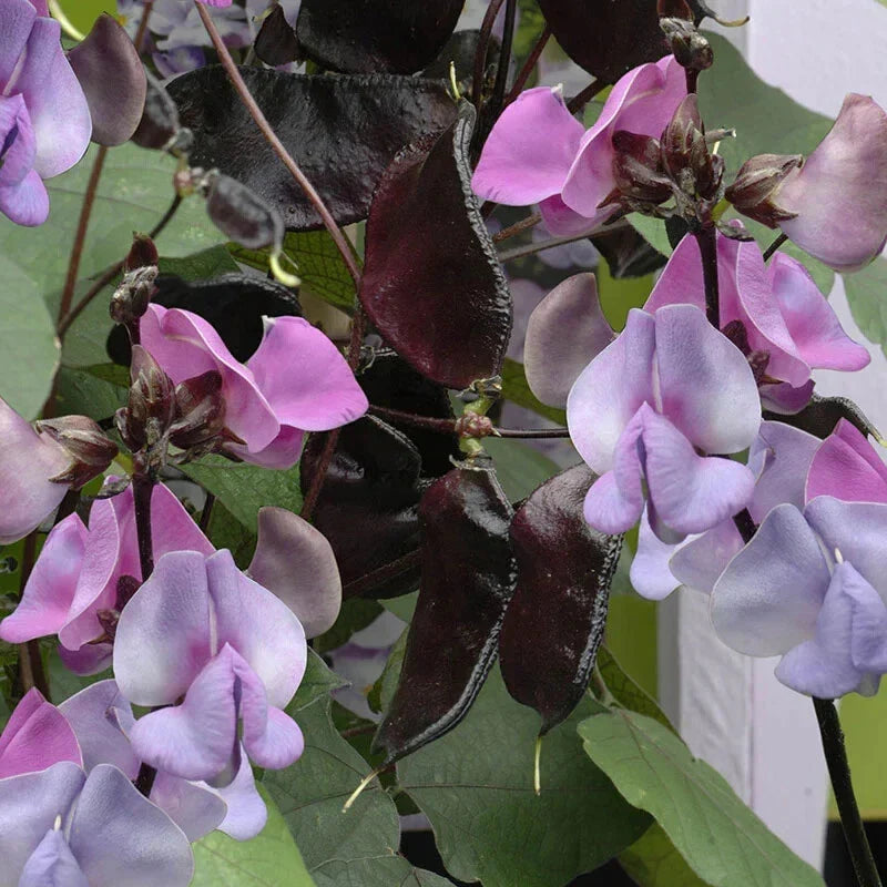 Hyacinth Bean Seeds 5 Pack Ruby Moon Lablab purpureus Climbing Vine with Purple Flowers and Edible Pods