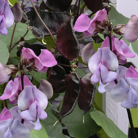 Hyacinth Bean Seeds 5 Pack Ruby Moon Lablab purpureus Climbing Vine with Purple Flowers and Edible Pods