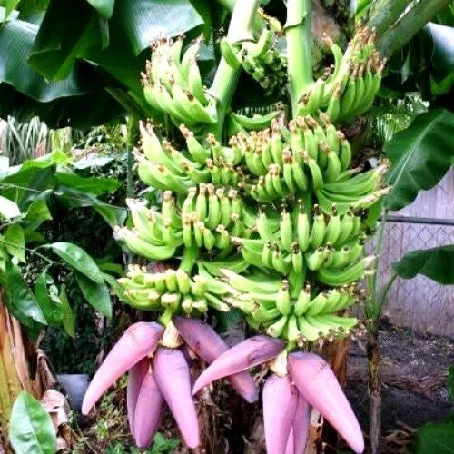 Musa Banana Tree Starter Plant - Small Rooted Double Mahoi Variety - Tropical Indoor Outdoor Plant