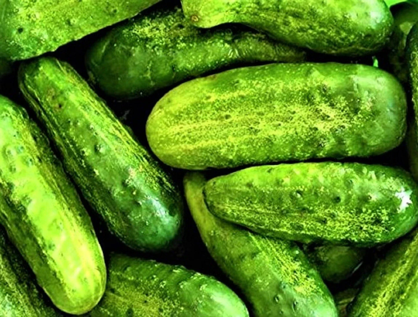 Wisconsin SMR-58 Pickling Cucumber Seeds – Pack of 50, Heirloom, Cucumis sativus, Compact, Disease-Resistant, For Home Gardening