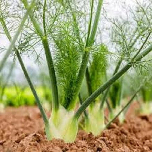 Premium Organic Heirloom Florence Fennel Seeds - Culinary Herb, Non-GMO, Pesticide-Free, Foeniculum vulgare var. dulce, Pack of 100