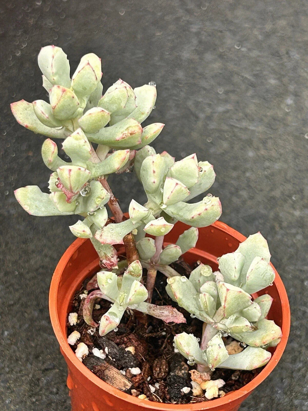 2” Oscularia Deltoides Pink Ice Succulent Plant | Fully Rooted Ground Cover for Gardens & Containers