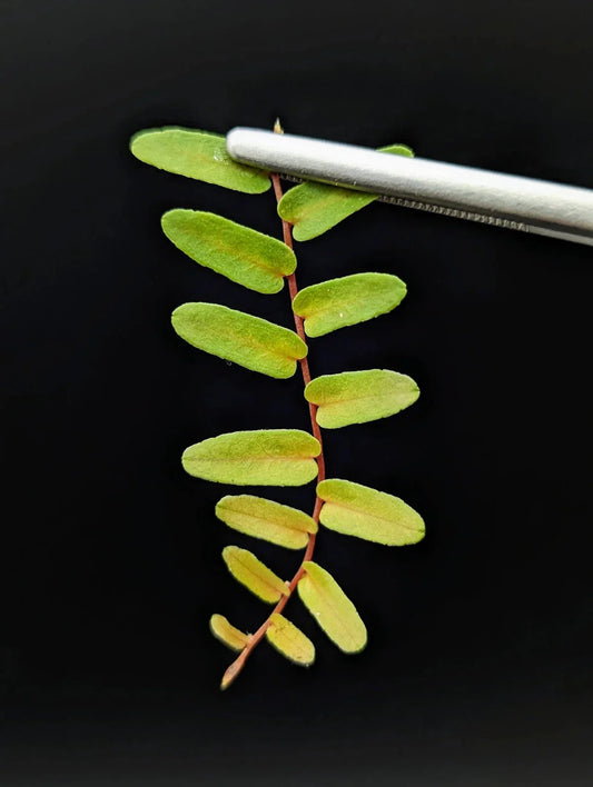 Marcgravia sp. Mendez Arrowhead Cutting – 10-Leaf Indoor Terrarium Plant, Unique Greenery, Easy Care, Exotic Indoor Plant