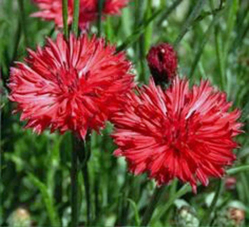 Bachelor Button Seeds 1000 Count Tall Red Centaurea cyanus Bright Bloom Garden Flower Packet