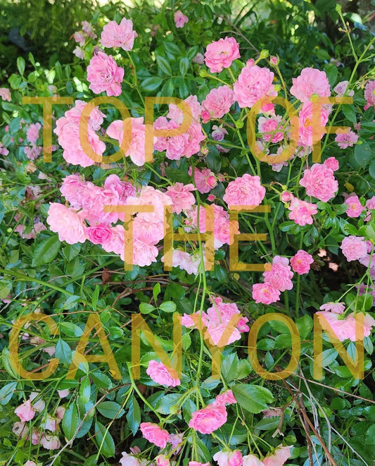 Miniature Pink Rose Bush 2" Pot Starter Plant Rosa spp. Beautiful Blooms Indoor Garden