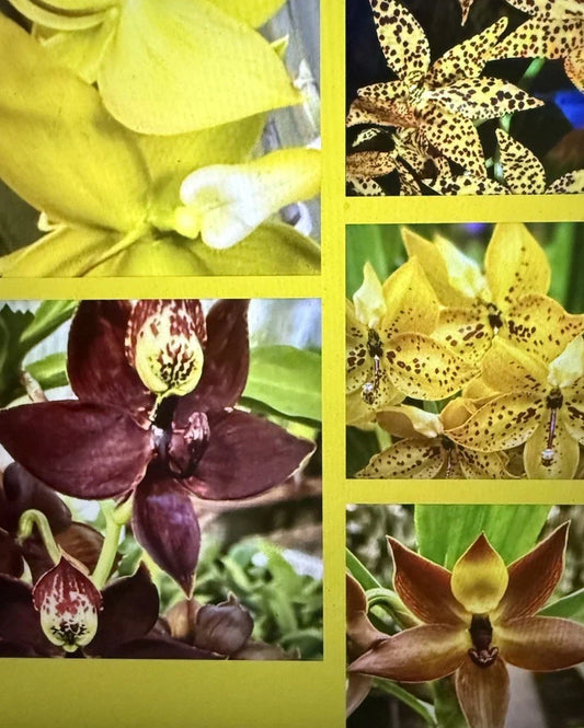 Orchid Plant Bare Root Cymbidium Hybrid Tropical Orchid for Indoor Garden, No Tag