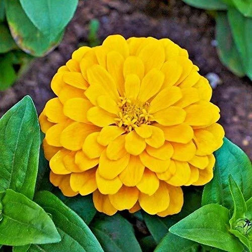 Canary Bird Zinnia Seeds | Bright Yellow Flowers | Heirloom Non-GMO | Zinnia elegans | 50+ Seeds for Garden, Borders & Cut Flowers