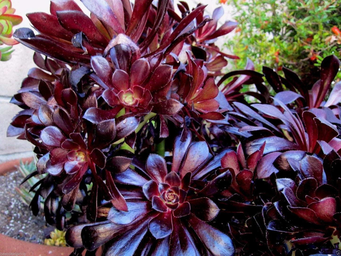Aeonium Succulent Cuttings – Black Rose Deep Dark Purple – 2 Pieces – Indoor Garden Plants – Easy Care Succulents