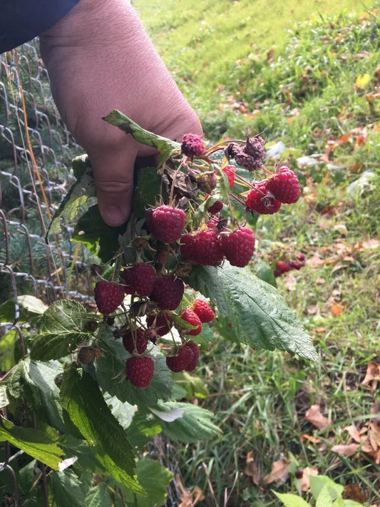 Organic Raspberry & Mint Bushes Bare Root Plants 5 Pack - Heritage Variety for Home Gardens