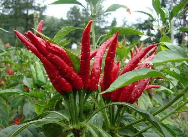 Hot Millet Pepper Seeds Pack | Non-GMO, Organic Capsicum annuum for Spicy Garden & Culinary Use