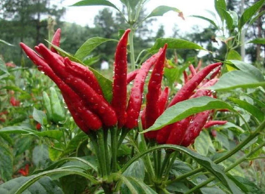 Hot Millet Pepper Seeds Pack | Non-GMO, Organic Capsicum annuum for Spicy Garden & Culinary Use