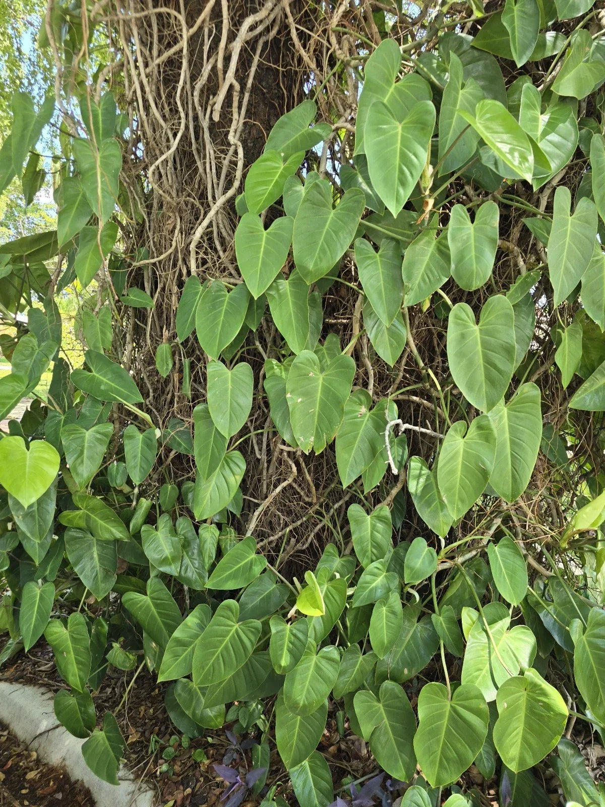 Blushing Philodendron Vine Cutting 10-12" with Roots, Easy to Grow, Philodendron erubescens, Reddish Stems, Lush Green Foliage