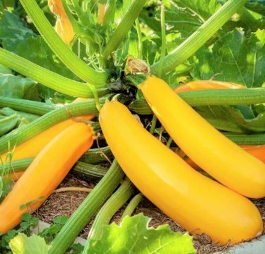 Golden Zucchini Seeds | Heirloom Yellow Summer Squash | Cucurbita pepo | Non-GMO Garden Seeds for 2025