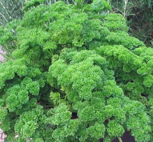 Moss Curled Parsley Seeds, Non-GMO, Heirloom, 500 Seeds, Petroselinum crispum, Culinary Herb, Full Sun, Organic Gardening