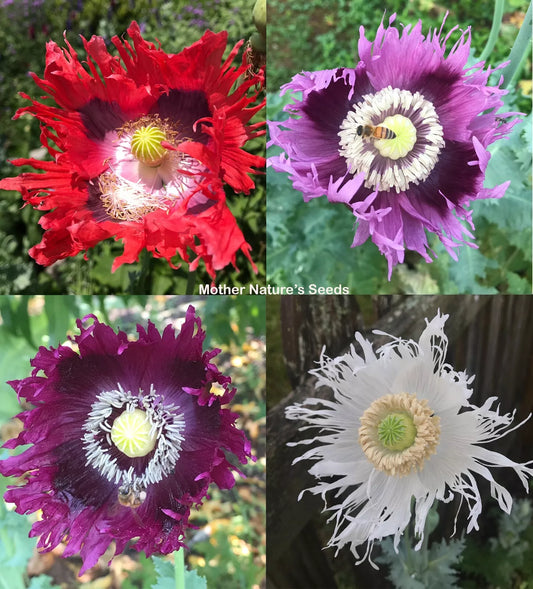 Organic Breadseed Poppy Seeds JIMI'S FLAG MIX – Red & Purple Papaver somniferum, 500 Seeds for Garden, Cut Flowers & Pollinator Attractant