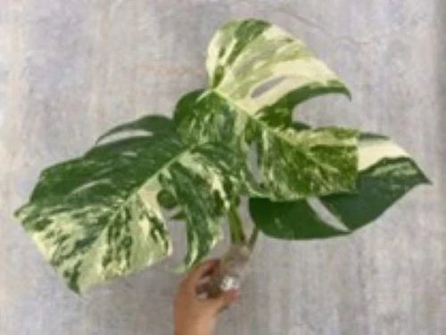 Live Plant Cutting - 2 Rooted White Variegated Monstera Deliciosa Borsigiana Albo, Indoor Houseplant, Monstera deliciosa var. albo