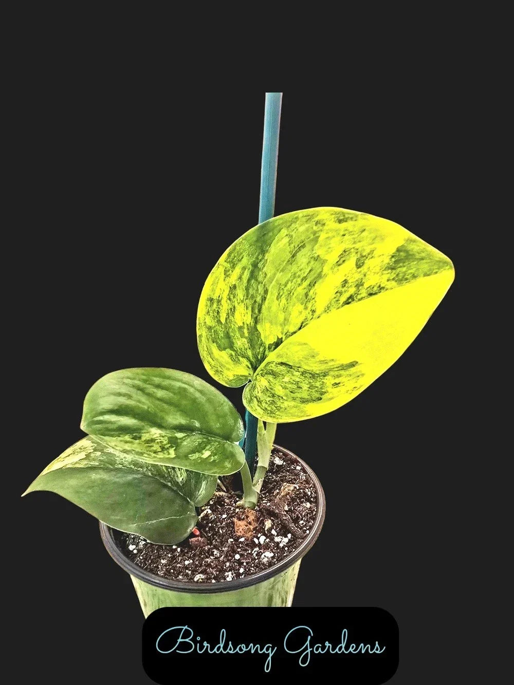 Variegated Scindapsus Jade Satin Aurea Plant in 4" Pot | Indoor Houseplant | Easy Care, Trailing Vine, Low Light Tolerant
